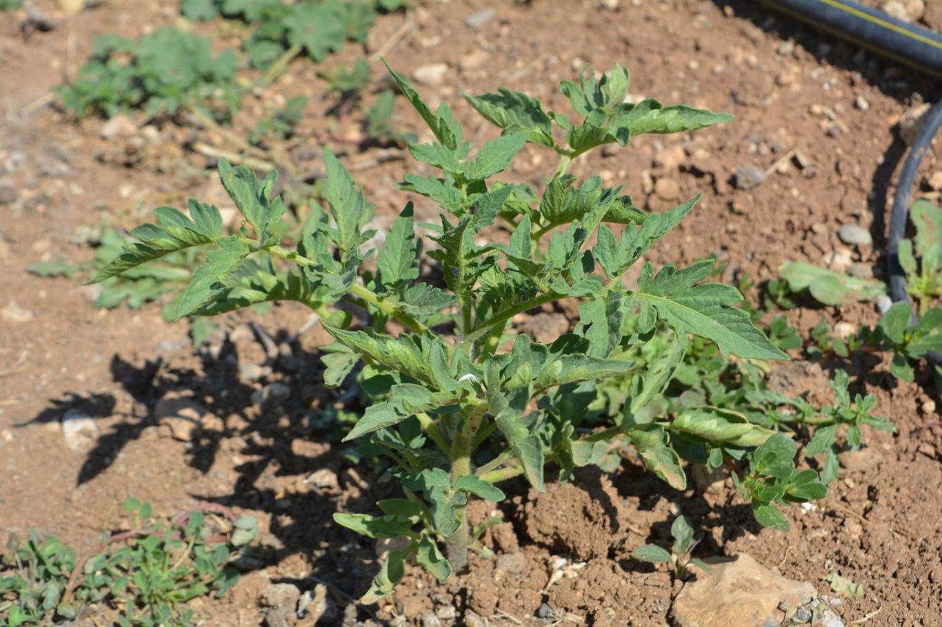 Tohumu bitme aşamasına gelen şalgam için harekete geçildi
